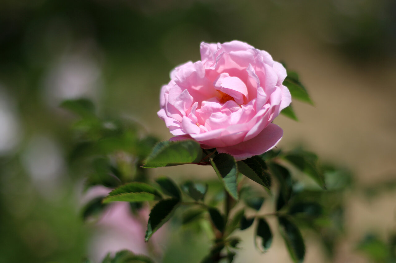 لرستان به وقت گل و گلاب؛ ظرفیتی برای اشتغال و درآمد