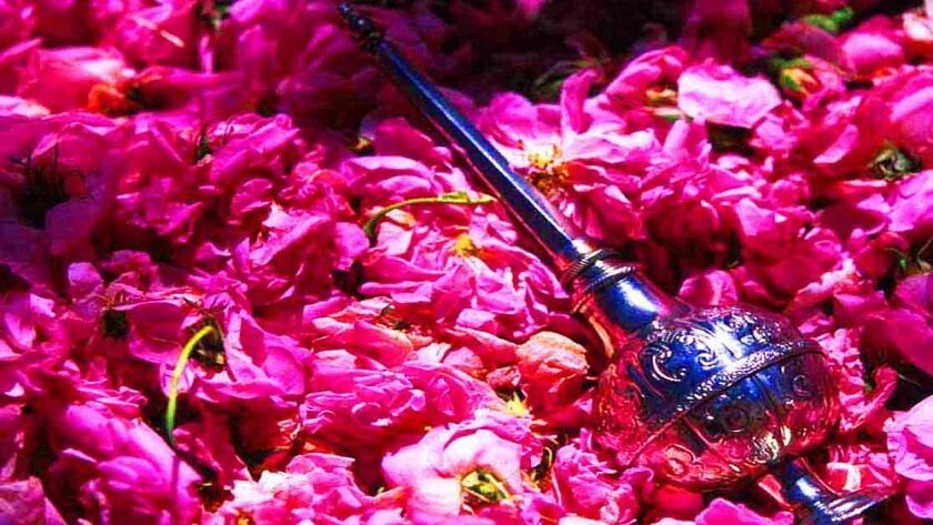 Iran rosewater festival valuable enough to be on UNESCO list