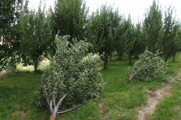 قاچاقچیان چوب پارک بوجاق به ۶ ماه حبس و جریمه نقدی محکوم شدند