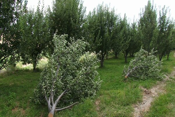 محمدی: عامل قطع درختان پارک علمسر دستگیر شد محمدی: عامل قطع درختان پارک علمسر دستگیر شد