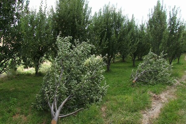 پیگیری پلیس برای پرونده تخریب باغ درختان مثمر در سنندج