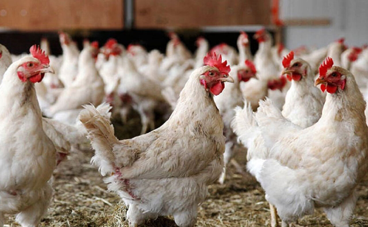 تولید گوشت و تخم‌مرغ در نژادهای اصلاح شده ۶۵درصد افزایش یافت