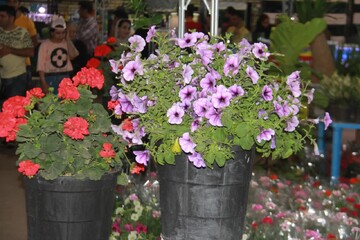 سومین نمایشگاه تخصصی گل و گیاهان زینتی در شهرکرد افتتاح شد