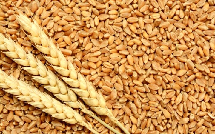 خرید بیش از ۱۲ هزار تن گندم توسط شرکت‌های تعاون روستایی