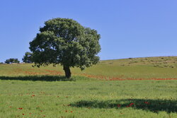 طبیعت زیبای بهاری روستای علی‌آباد در کلیبر