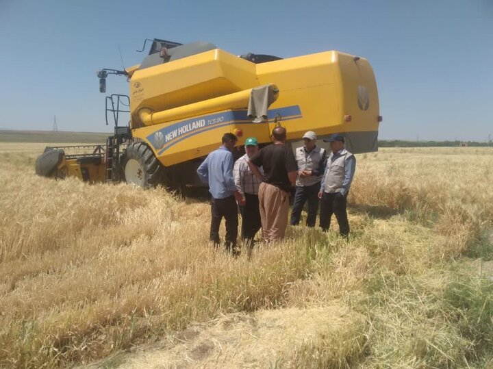 ۵۴۰ هزار تن گندم از زارعان آذربایجان غربی خریداری می شود