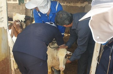 برگزاری اردوی جهادی دامپزشکی در روستای حیط کلیر دلگان