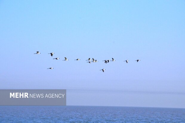 بامدژ عروس تالابهای خوزستان / لزوم رسیدگی فوری به تالاب