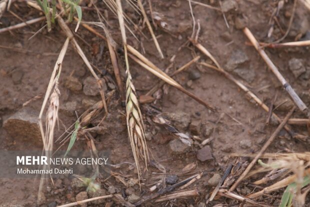 خسارت سیل به مزارع و محصولات کشاورزی شهرستان گرمی