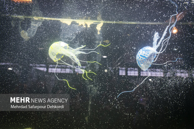 Exhibition of flowers, ornamental plants in Iran's Shahrekord