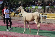 جشنواره ملی اسب اصیل ترکمن در بجنورد