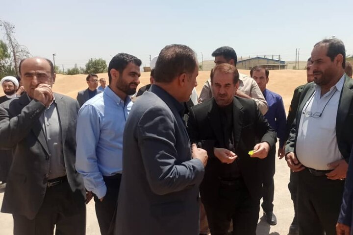 تولید گندم در کهگیلویه و بویراحمد افزایش یافت/ برداشت ۷۲۵ تن کلزا