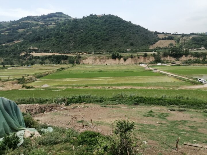 خروج ۲۰۰۰ هکتار از شالیزارهای میاندورود از کشت برنج
