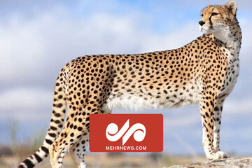 VIDEO: 4 Persian leopards spotted in Mazandaran province