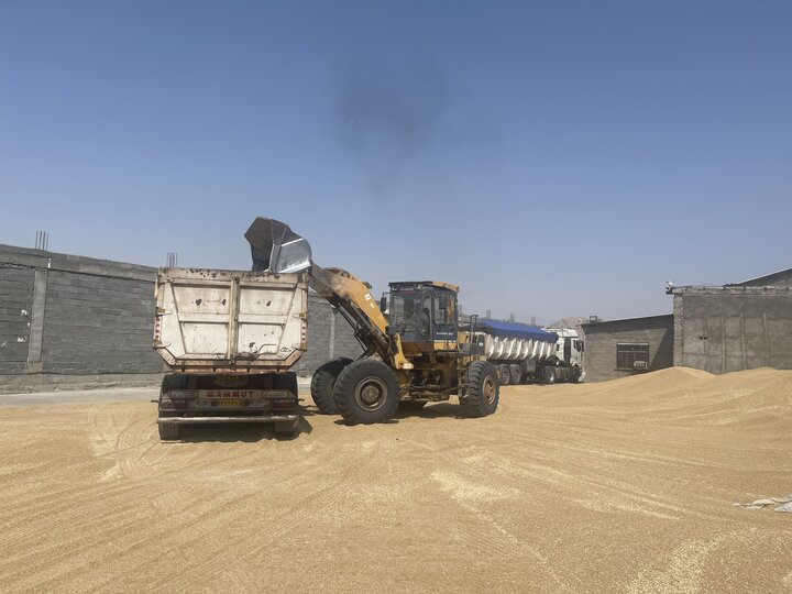 خرید گندم در شهرستان‌های جنوبی لرستان آغاز شده است