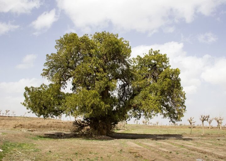برگزاری آئین رونمایی از لوح ثبتی درخت کهنسال «سرو نوش»روستای زیبد