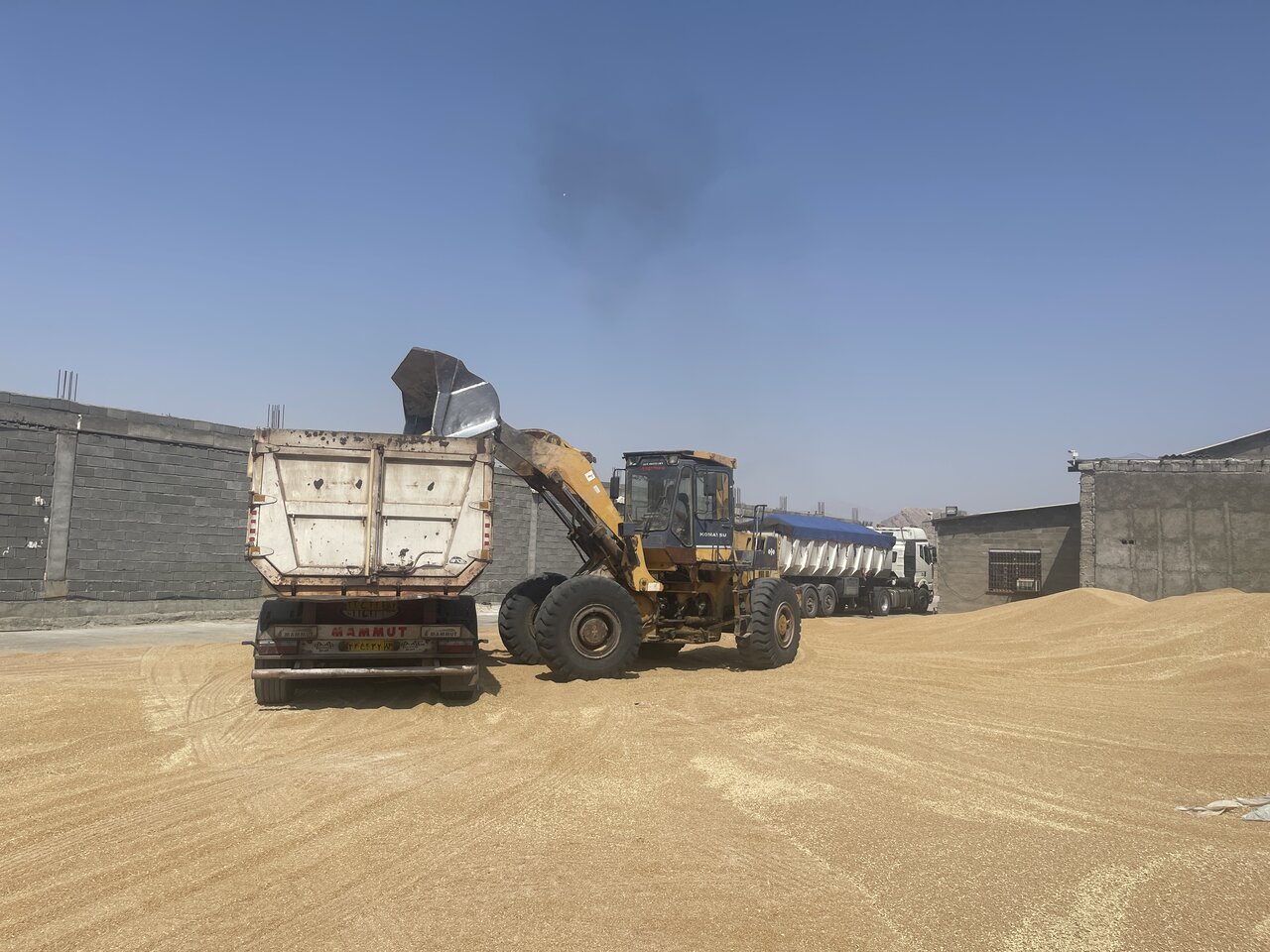 رکورد خرید گندم در سیستان و بلوچستان از مرز ۴۰ هزار تُن گذشت