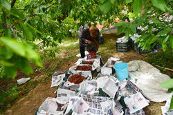 اهدای ۱۵۰۰ اصله درخت توسط نیکوکار اسفراینی برای طرح شجره طیبه