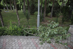 سقوط درختان شهر دهلران بر اثر تندباد
