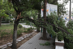 تندباد در فردیس منجر به سقوط ۲۰ درخت شد