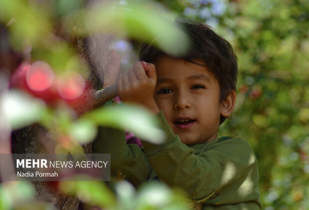 Harvesting cherries in Karaj
