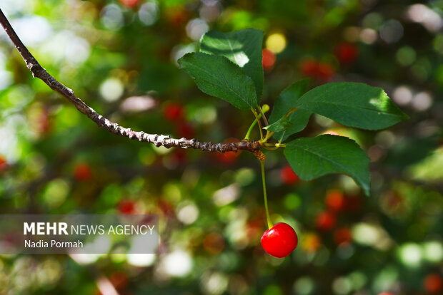 Harvesting cherries in Karaj
