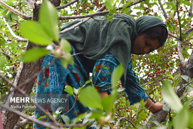 Harvesting cherries in Karaj
