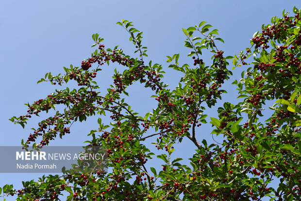 Harvesting cherries in Karaj
