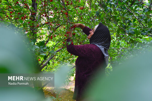 Harvesting cherries in Karaj
