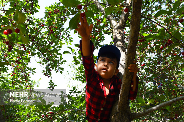 Harvesting cherries in Karaj
