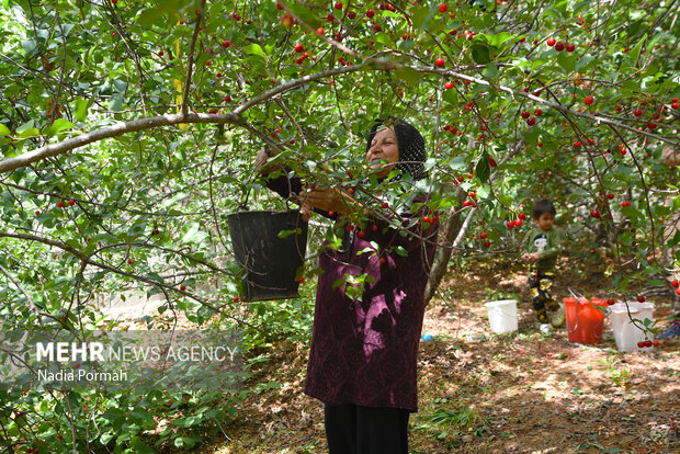 Harvesting cherries in Karaj
