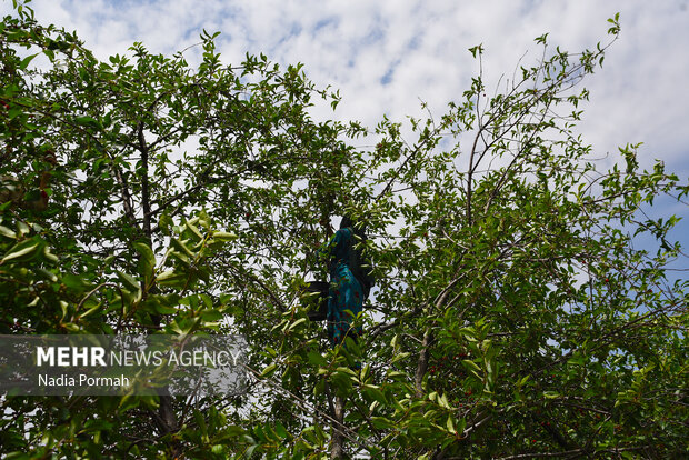 Harvesting cherries in Karaj
