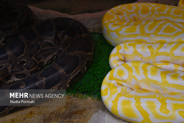 کشف مارهای پیتون و رتیل از یک فروشگاه در تهران