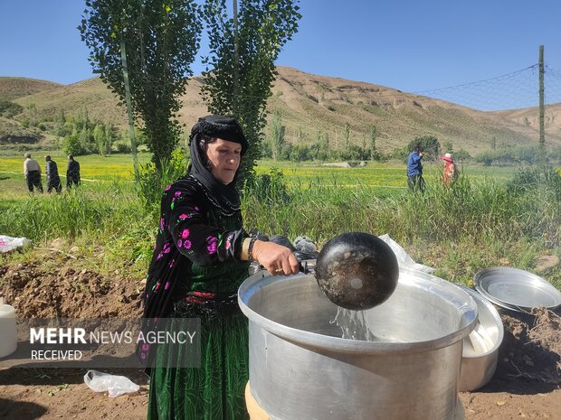 دومین جشنواره گلاب گیری کردستان