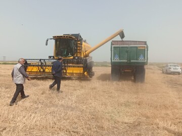 آغاز برداشت گندم از مزارع شهرستان مشهد