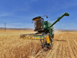 خرید تضمینی ۱۳۴ هزار تن گندم از مزارع استان کرمانشاه