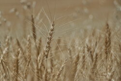 پیش بینی تولید ۱۵۰ هزار تن گندم در شمال استان اردبیل