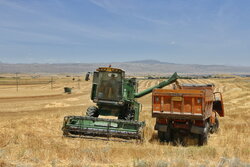 پرداخت مطالبات گندمکاران سرعت می‌گیرد