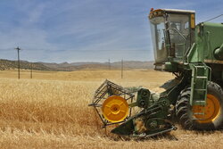 خرید ۷۲۸ هزار تن گندم از کشاورزان فارس