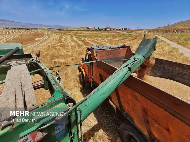 موسم برداشت گندم در شهرستان کوهدشت