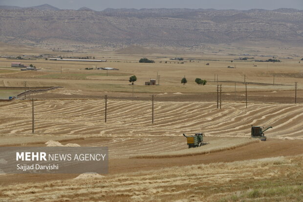 موسم برداشت گندم در شهرستان کوهدشت