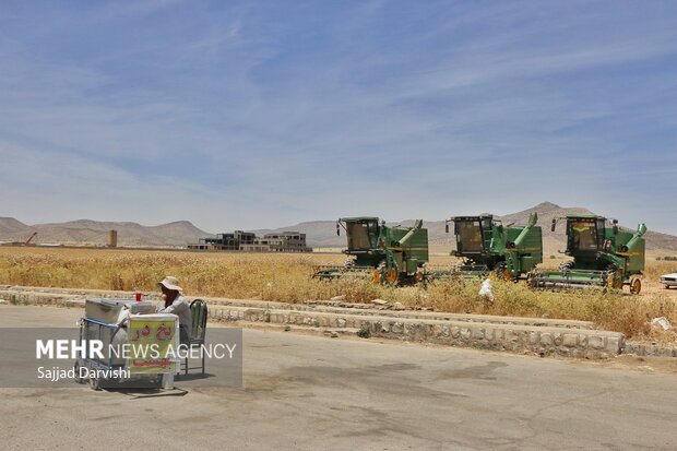 موسم برداشت گندم در شهرستان کوهدشت 14