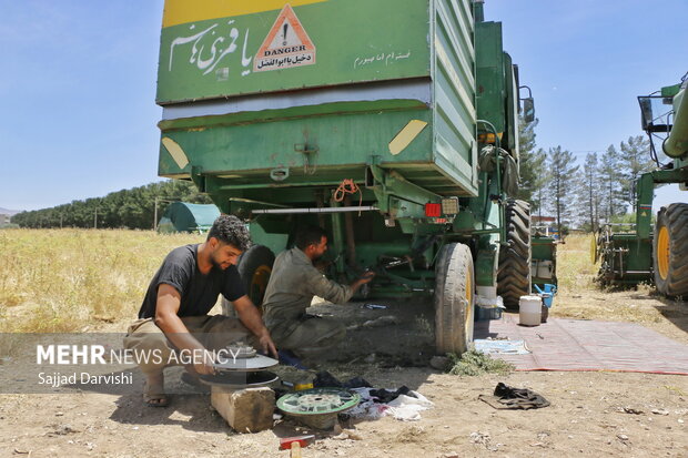 موسم برداشت گندم در شهرستان کوهدشت