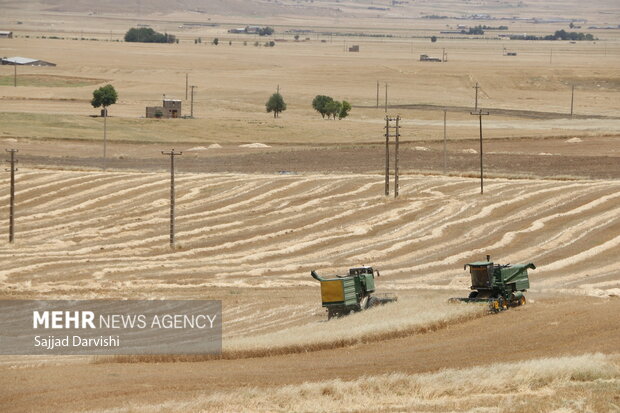 Loristan'da buğday hasadı