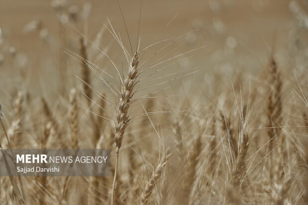 کاهش تولید گندم در انبار غلات شمالغرب