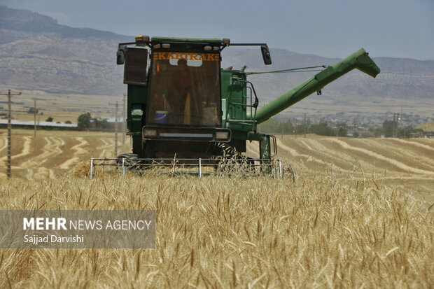بیش از ۲۳ هزار تن گندم در خوزستان برداشت شد