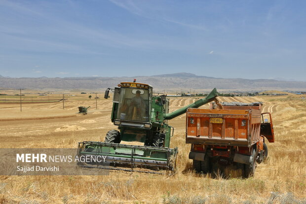 Loristan'da buğday hasadı