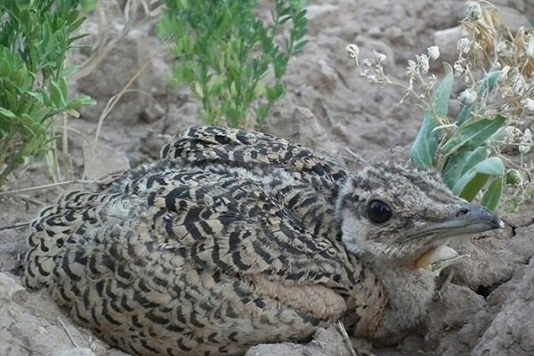 اختصاص ۷۰ میلیارد ریال برای «میش مرغ» پرنده افسانه ای در آستانه انقراض