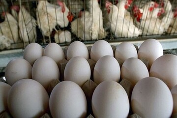 تخم مرغ های قاچاق به بازار نرسید/کشف هفت تن تخم مرغ غیرمجاز