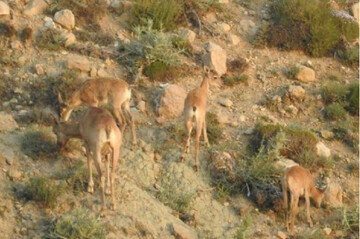 میش‌های وحشی در منطقه حفاظت شده کالمند